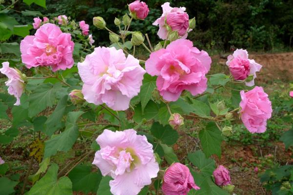 芙蓉花简介，一般是指木芙蓉