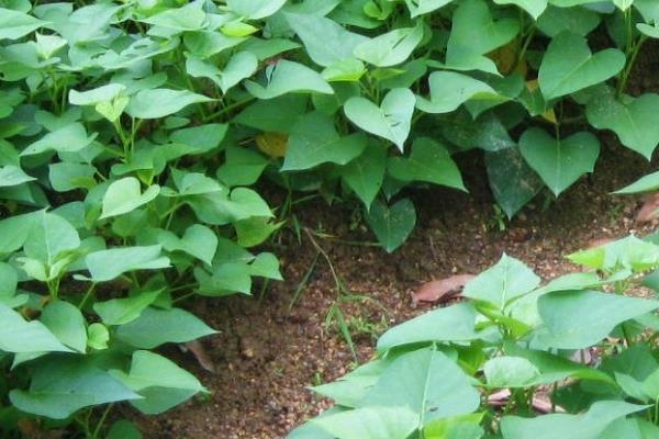 起垄种植红薯的优点，具有改善并疏松土壤、增加见光面积等作用