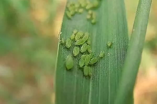 有哪些小麦常见病虫害，常见的有赤霉病、白粉病等