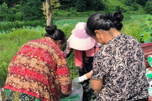 旱莲叶片发黄如何处理，根据发生原因采取针对性措施