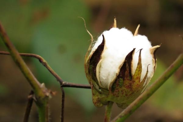 新裕杂39棉花品种简介，每亩密度4500-5000株