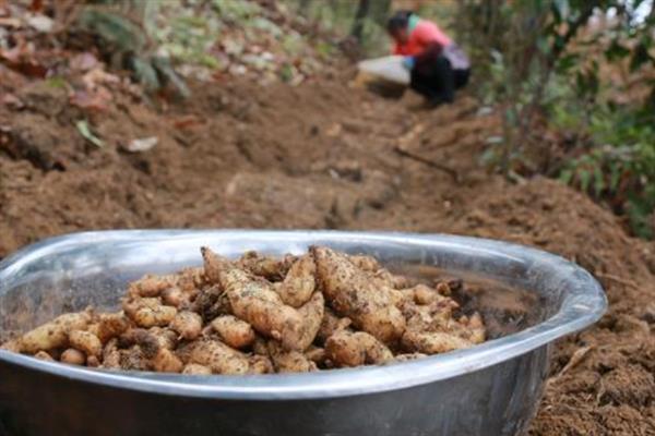 天麻有性繁殖为什么成活率较低，主要有这6个原因