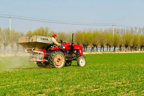 怎么提高小麦的抗旱能力，用磷硼液、阿斯匹林拌种可增强抗旱性