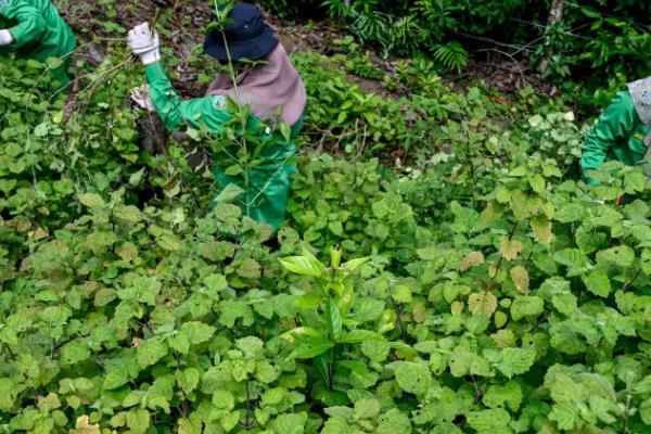 霍香的种植方法，可以采取条播或者撒播