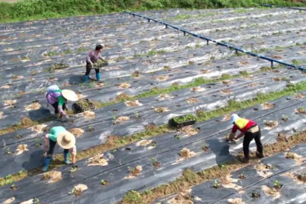 霍香的种植方法，可以采取条播或者撒播