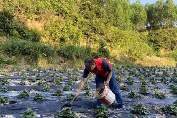 霍香的种植方法，可以采取条播或者撒播