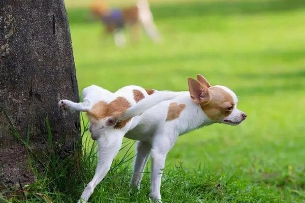 狗狗疝气的症状，会导致食道裂孔疝、会阴疝等