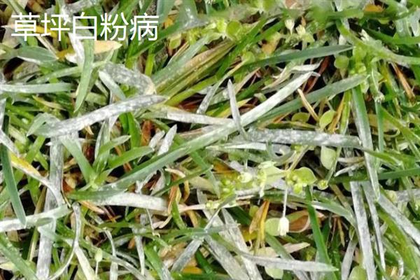 草坪病虫害防治用药，主要药物有呋喃丹、西维因等