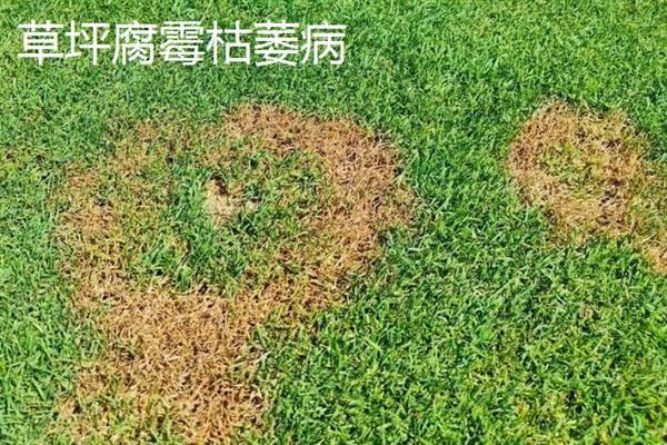 草坪病虫害防治用药，主要药物有呋喃丹、西维因等