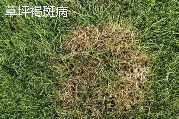 草坪病虫害防治用药，主要药物有呋喃丹、西维因等