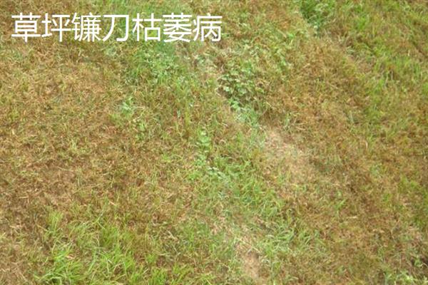 草坪病虫害防治用药，主要药物有呋喃丹、西维因等