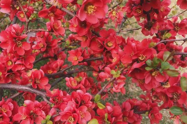 贴梗海棠有没有毒,无毒