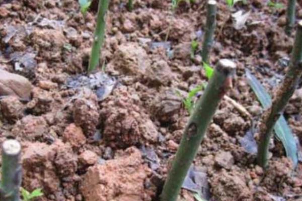 贴梗海棠有没有毒,无毒