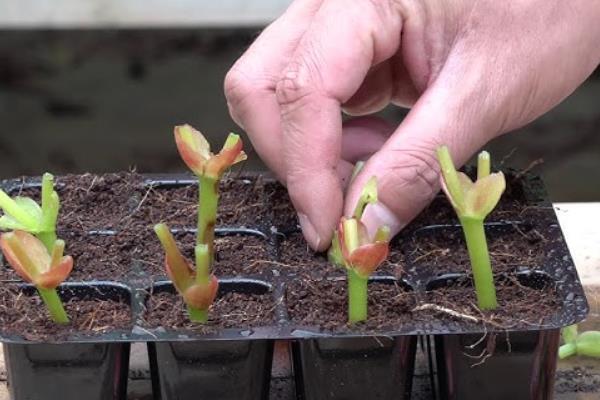 贴梗海棠有没有毒,无毒