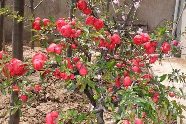 贴梗海棠有没有毒,无毒