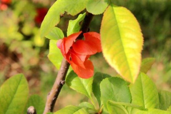 贴梗海棠有没有毒,无毒