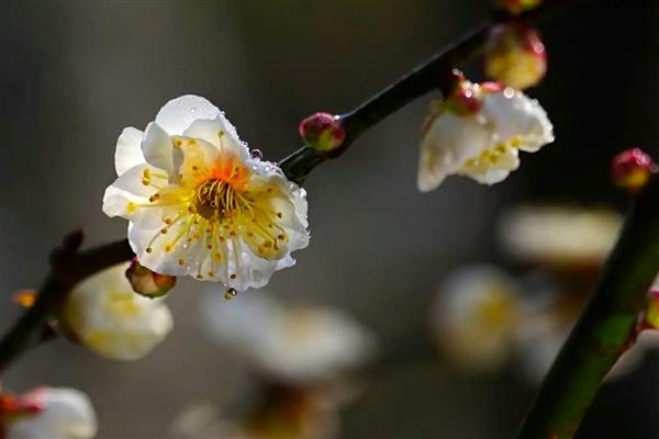 梅花有什么品种，可分为品字梅、小细梅、江梅等种类