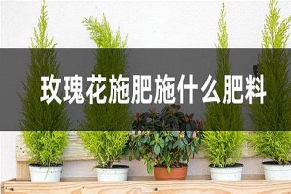 玫瑰花叶片发黄有黑斑点怎么办，剪除枯叶并转移到阴凉通风处可促进恢复