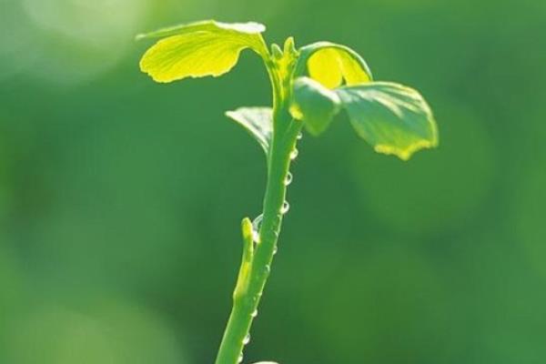 杏种子如何快速催芽，需要将种子浸泡到温热的水中4-6小时