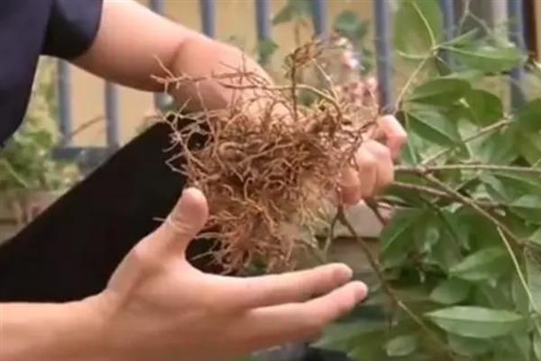 桂花怎么在家养殖，春秋季节隔3天浇一次水