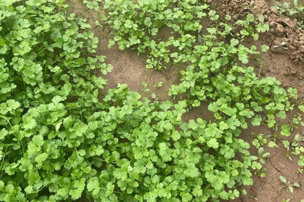 香菜喜阳吗，属于喜阳植物