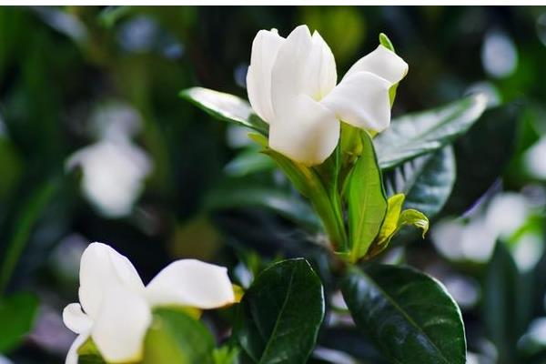 栀子花的花蕾脱落如何处理，可采取追肥、减少浇水、喷药治虫等措施