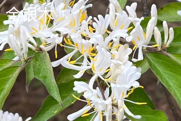 金银花的品种，常见的有红银花、白银花等